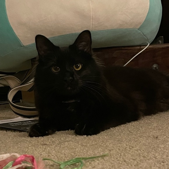 Meet your Posher, Ricky - Picture 1 of 1